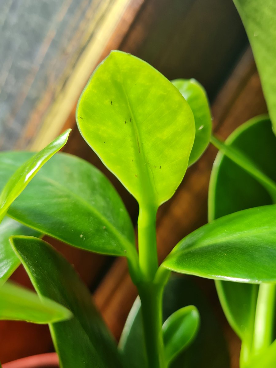 laslesso's tweet photo. @Tesco bought a houseplant yesterday only to discover an infestation 😭 https://t.co/IKQalD7kLW
