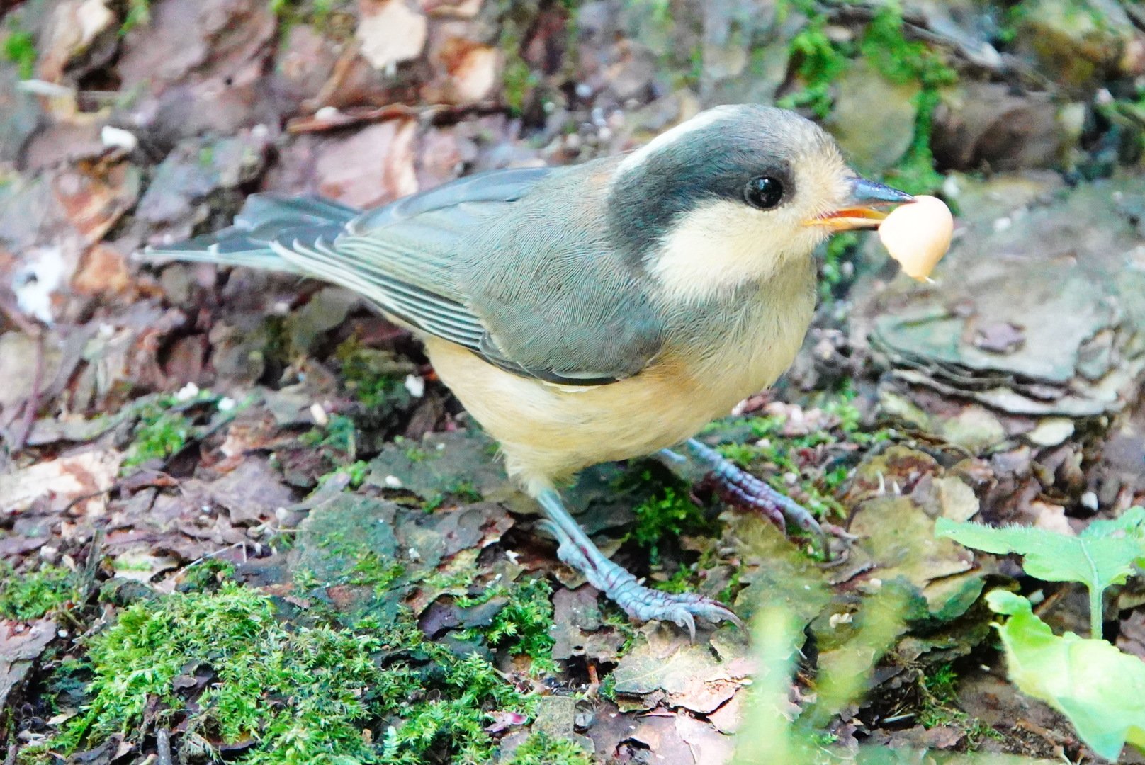 陸羽 餌やり禁止なんだけど みんなやめる気はないんだね 餌やり禁止 ヤマガラ 野鳥 T Co Kgw9mbnxzg Twitter