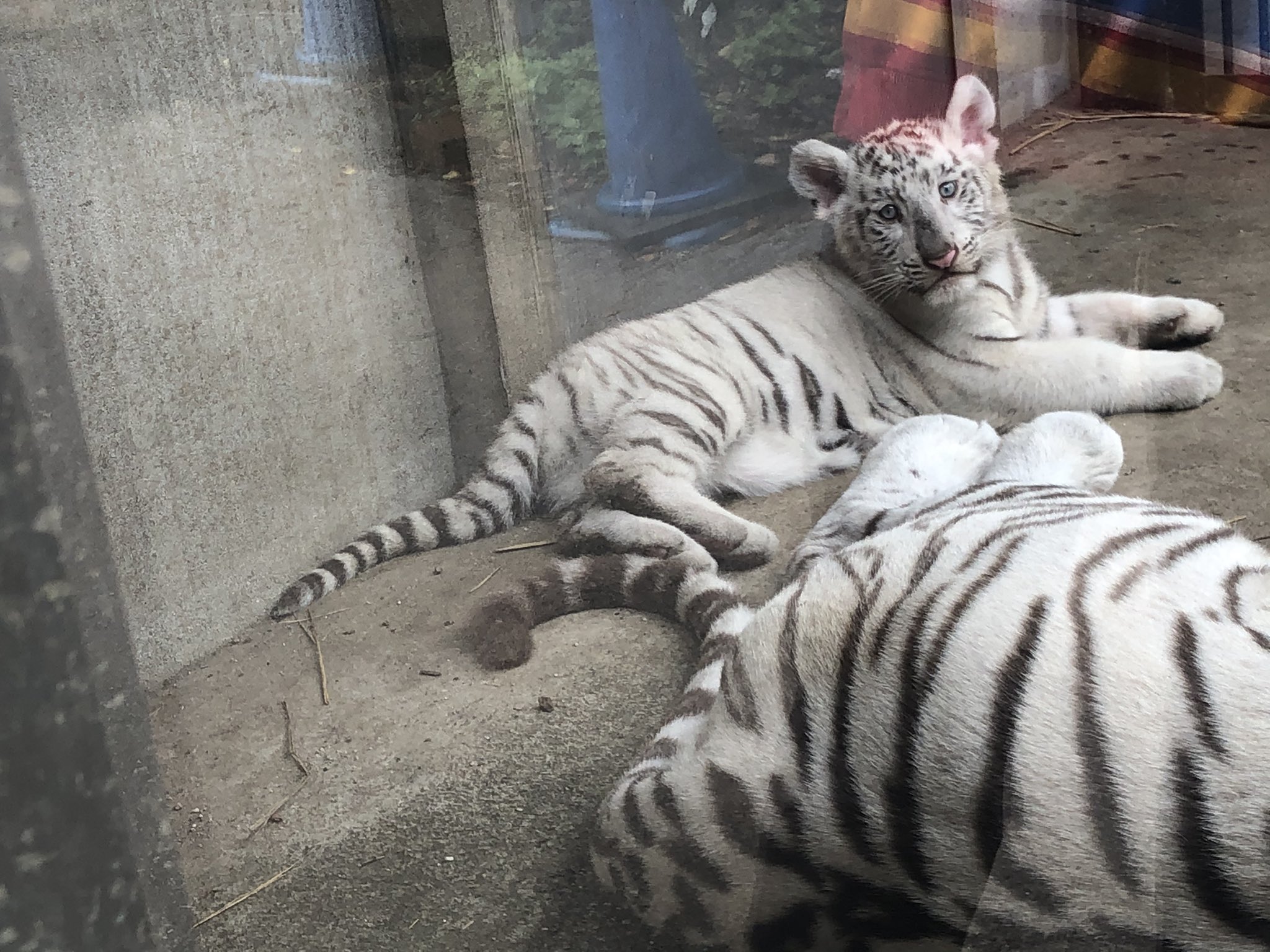 久保成稔 ホワイトタイガーの赤ちゃんを見に宇都宮動物園に かわいい以外の言葉はありません T Co Fgldebogxh Twitter