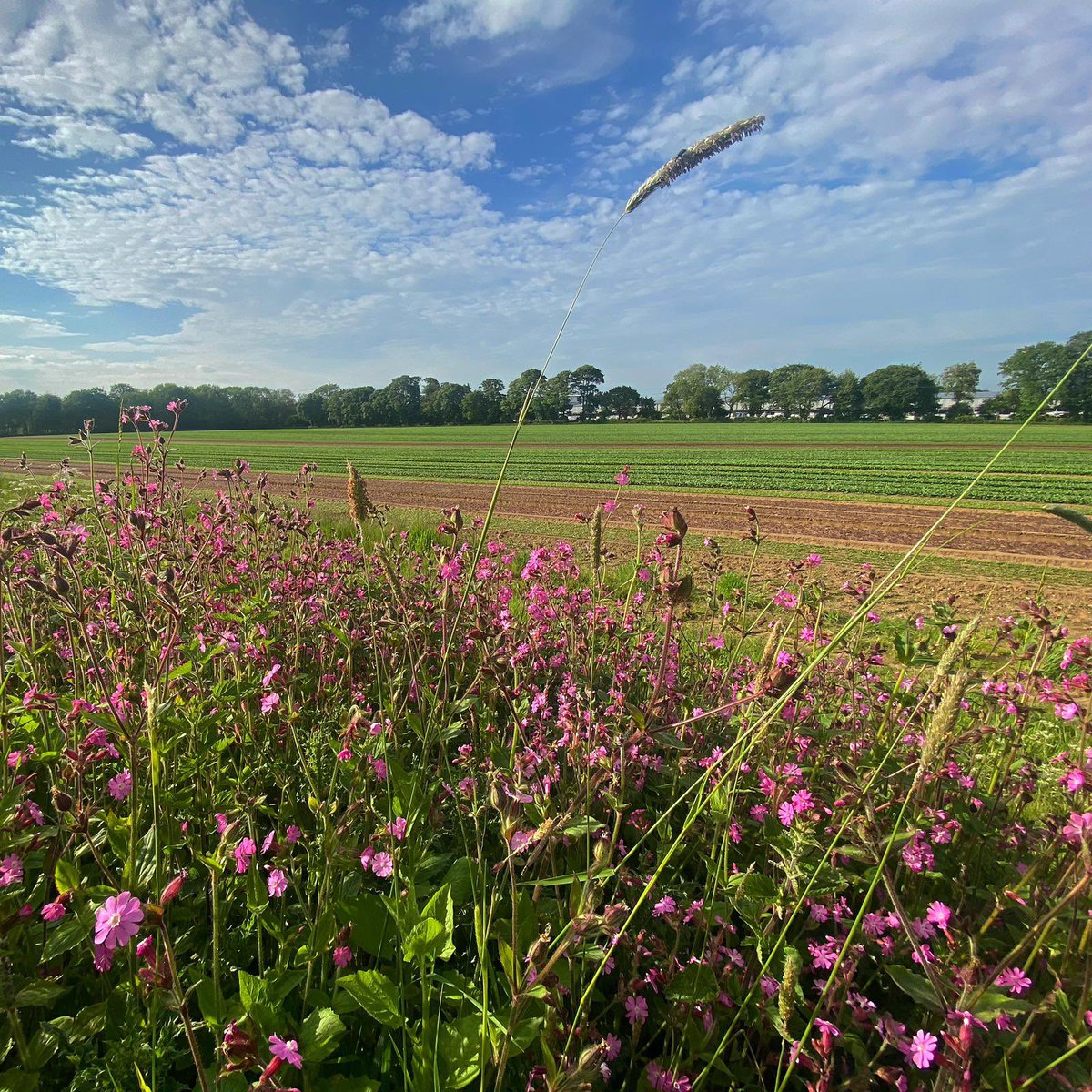 Happy (belated) Environment Day.
We strongly believe nature and food production can go hand in hand🐝🌸 #lockwoodsalads