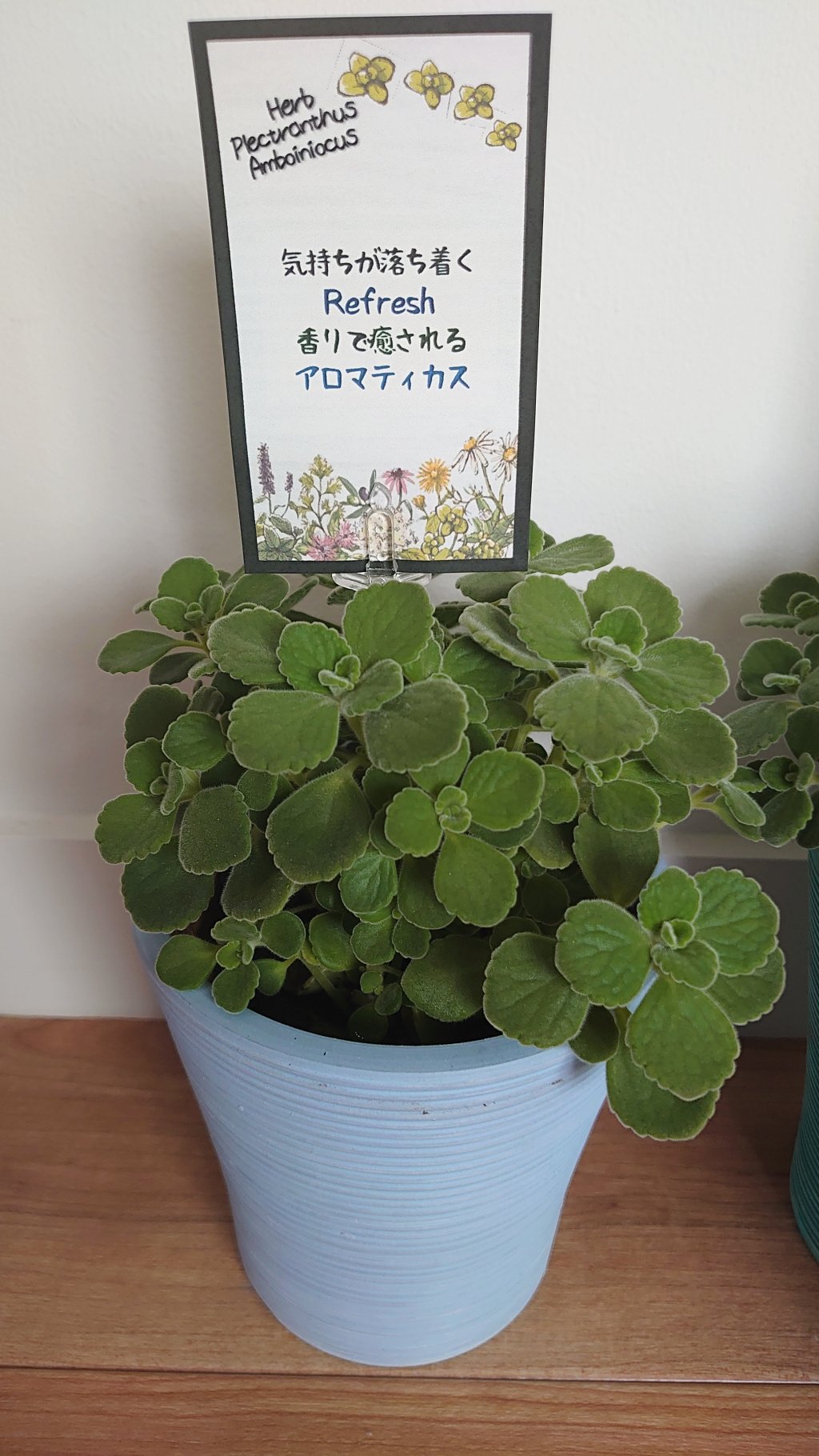 るん アロマティカス を先日購入しました 株分けして育てたいと思います 水の入ったコップに挿し木を入れて２週間程で根が出てきました T Co Gu00gugrdv Twitter