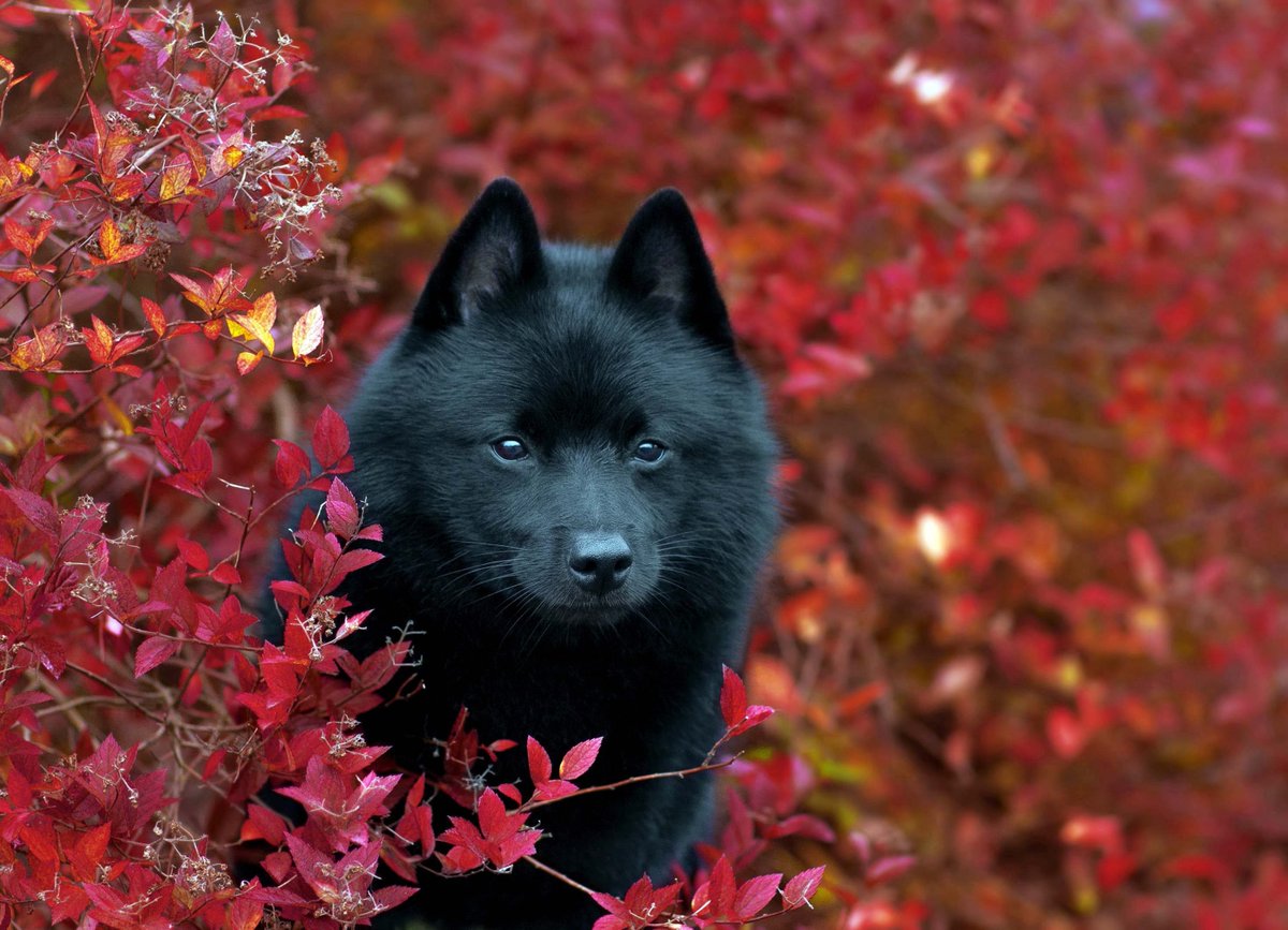 Photographer tweet media