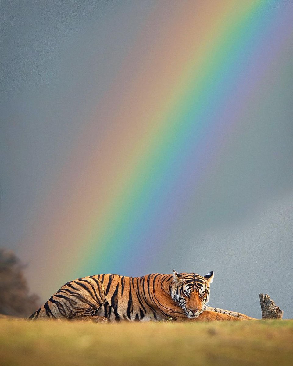 ConserveWildCat's tweet photo. Repost from Yashas Narayan: at the edge of the earth where mankind ends begins a magical world where the beasts sleep in peace #Sunday #wildlife https://t.co/vV1pLq4obF https://t.co/LW5DRwAF5S