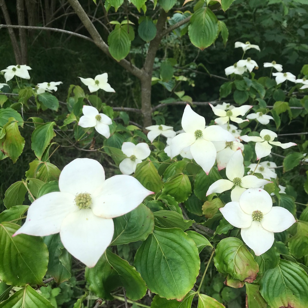 quinta_do_vale's tweet photo. Japanese dogwood (Cornus kousa) flowering for the first time. Looking forward to trying the fruits. An easy to cultivate small tree or shrub with a long history of use. It's rewarding to revive these old varieties.
#FoodForest #GrowYourOwnFood #Permaculture #biodiversity https://t.co/ZaiRXTujiY