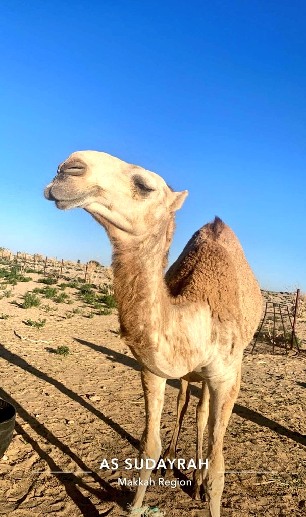 ناقتنا شمه 🔥
#زواج_الجود_خالد_نايف_حمدان #المجرم_زياد_تريبان_الشمري #يكفي_عبث_يا_مشاهير #حسن_نصرالله