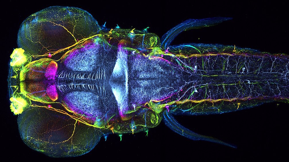 Zebrafish Rock! (@zebrafishrock) on Twitter photo Nervous system of a five-day-old #zebrafish larva. Credit to Nathan Martin <a href="/ClubDanio/">Plavicki Lab</a>. #ZebrafishZunday Nervous system of a five-day-old #zebrafish larva. Credit to Nathan Martin <a href="/ClubDanio/">Plavicki Lab</a>. #ZebrafishZunday