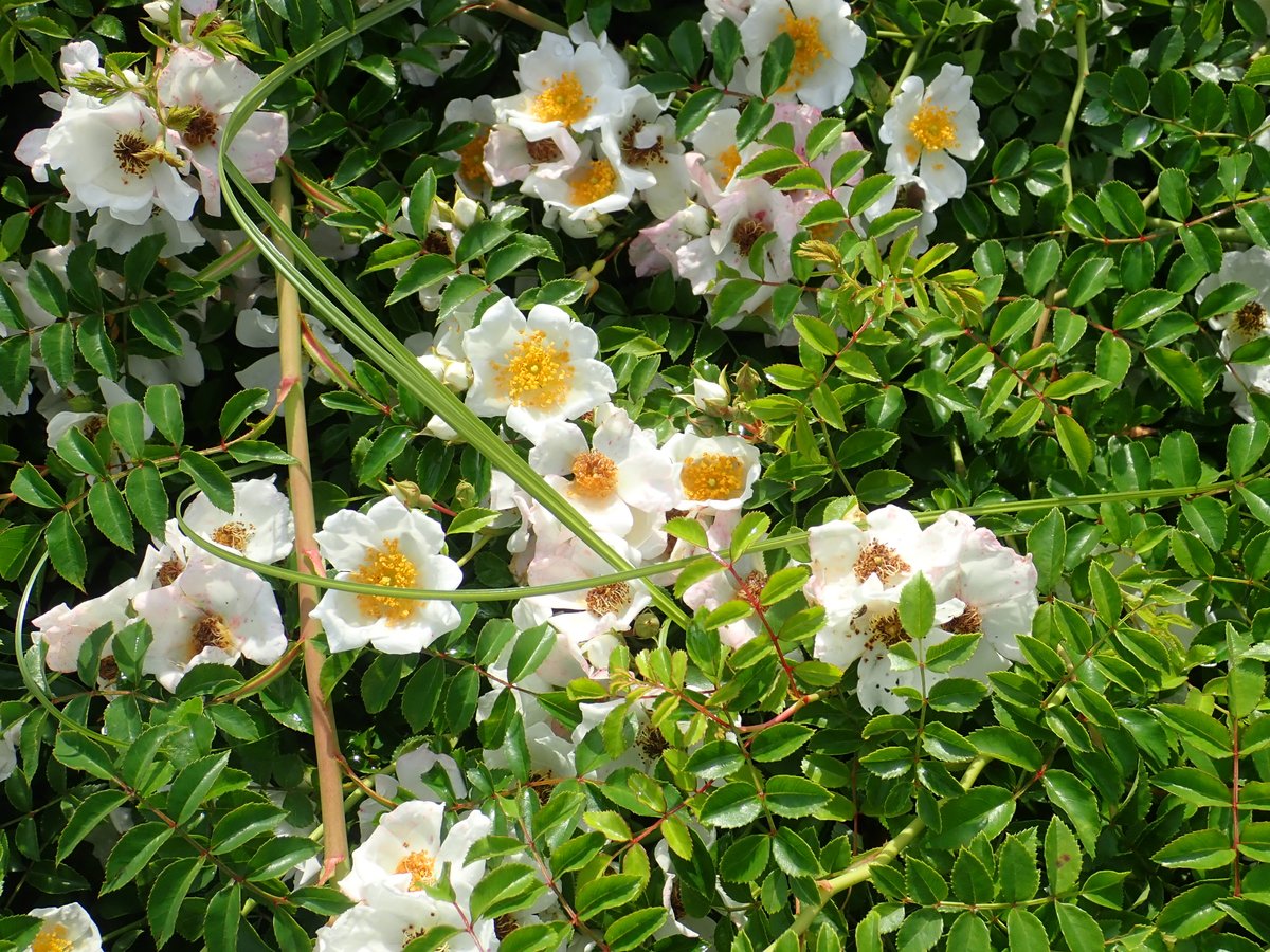 神代植物公園 ニュース スタッフより 園芸係 野生種 オールドローズ園でテリハノイバラの花が咲いています テリハノイバラは 日本 中国東部原産の野生バラ 明るい山の斜面や草原 海岸などに自生します 名前は 漢字で書けば照葉野茨で 葉に艶