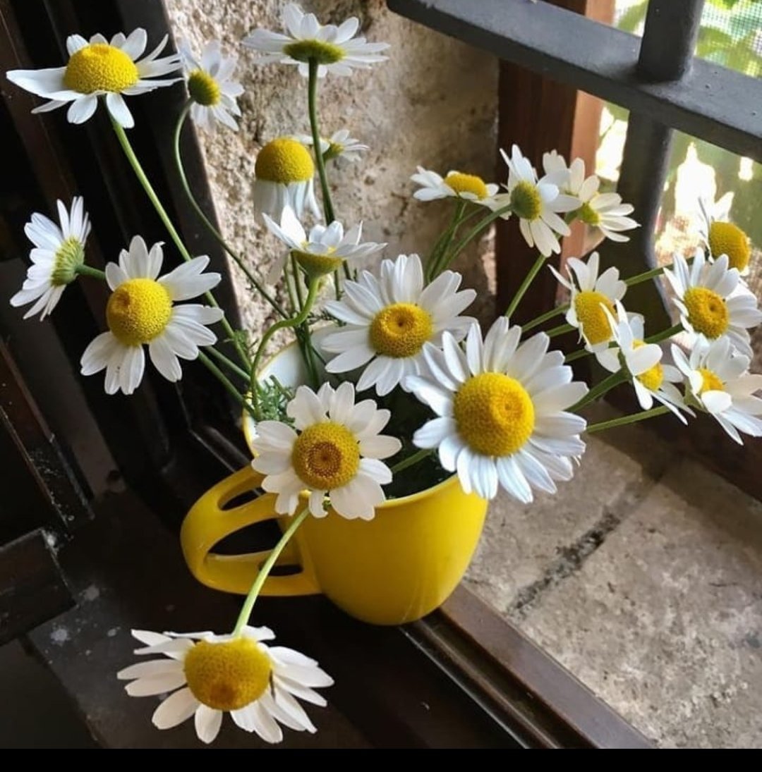 "Ne kadar uzağa gidersen git,
Yüreğin hep bıraktığın yerdedir."

Günaydın

#mutlupazarlar