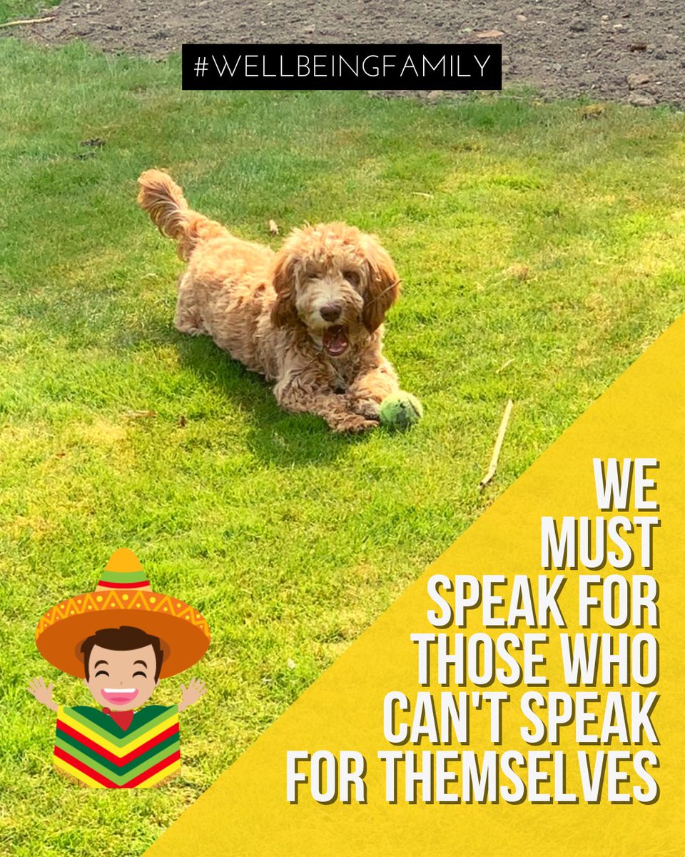 wellbeing365TC's tweet photo. Best friend and important member of the Wellbeing family. A being so pure that we must protect because he is the most faithful of all. TAKE CARE OF YOUR PETS 😍🐶
#tobydog #wellbeingfamily #petslove #bestfriends #wellbeinglove #petscare https://t.co/wVfYJbamYS