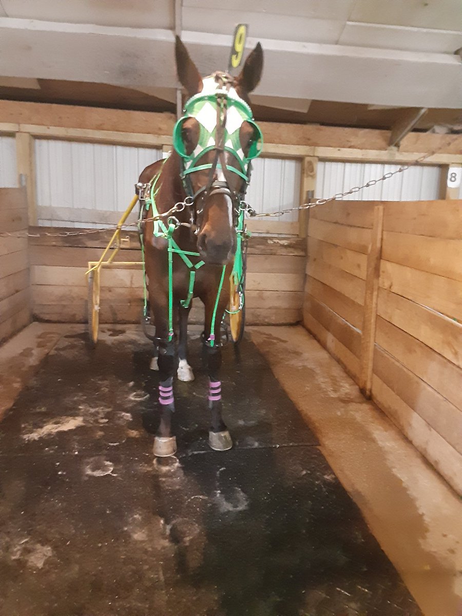 OliviaB35765681's tweet photo. Big girl was third in the second leg of the #OhioSirestakes #RainyDayChick aka #pypar #Soozy didnt do any good but we will change that @nfldpark https://t.co/MmEO3zedfk