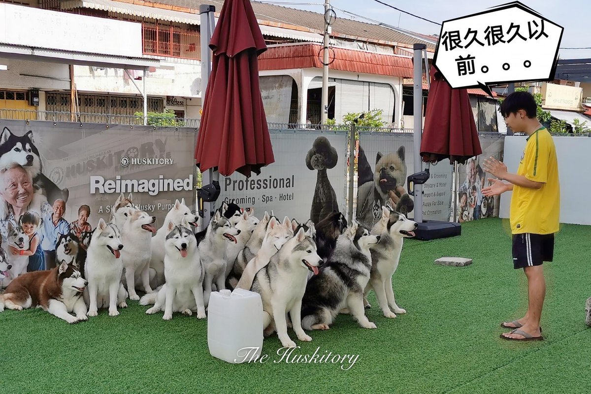 THuskitory's tweet photo. The gang was having class in the morning 😆

Follow us for more amazing Siberian Husky
✨FB&amp;IG: Huskitory
📲+6011-5500 2602 
#husky #siberianhusky #dog  #doglover #melaka #malaysia #DogsofTwittter #dogoftheday #cute https://t.co/Nw1XEg4ayq