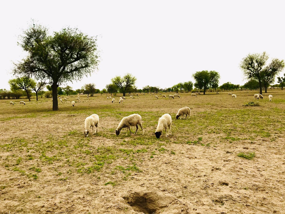 wecares4india's tweet image. Thank you post.. 
One thank you note for these cattle  who are not on twitter, they helps us protecting ourself in winters.. 
The average wool yield per #sheep is 2.2 kg.
#WoolProduction
#SheepWool 
#Rajasthan 🐑