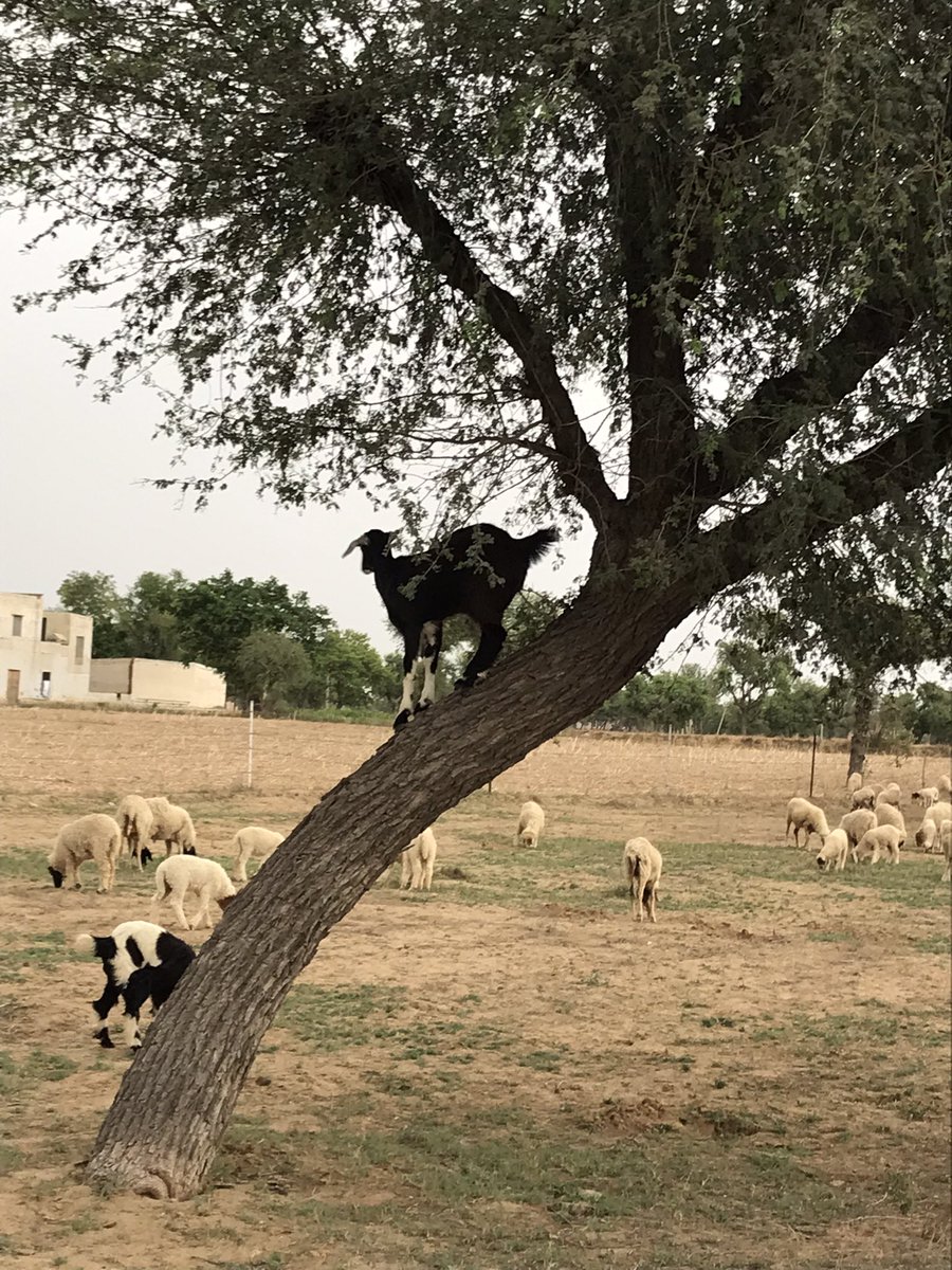wecares4india's tweet image. Thank you post.. 
One thank you note for these cattle  who are not on twitter, they helps us protecting ourself in winters.. 
The average wool yield per #sheep is 2.2 kg.
#WoolProduction
#SheepWool 
#Rajasthan 🐑