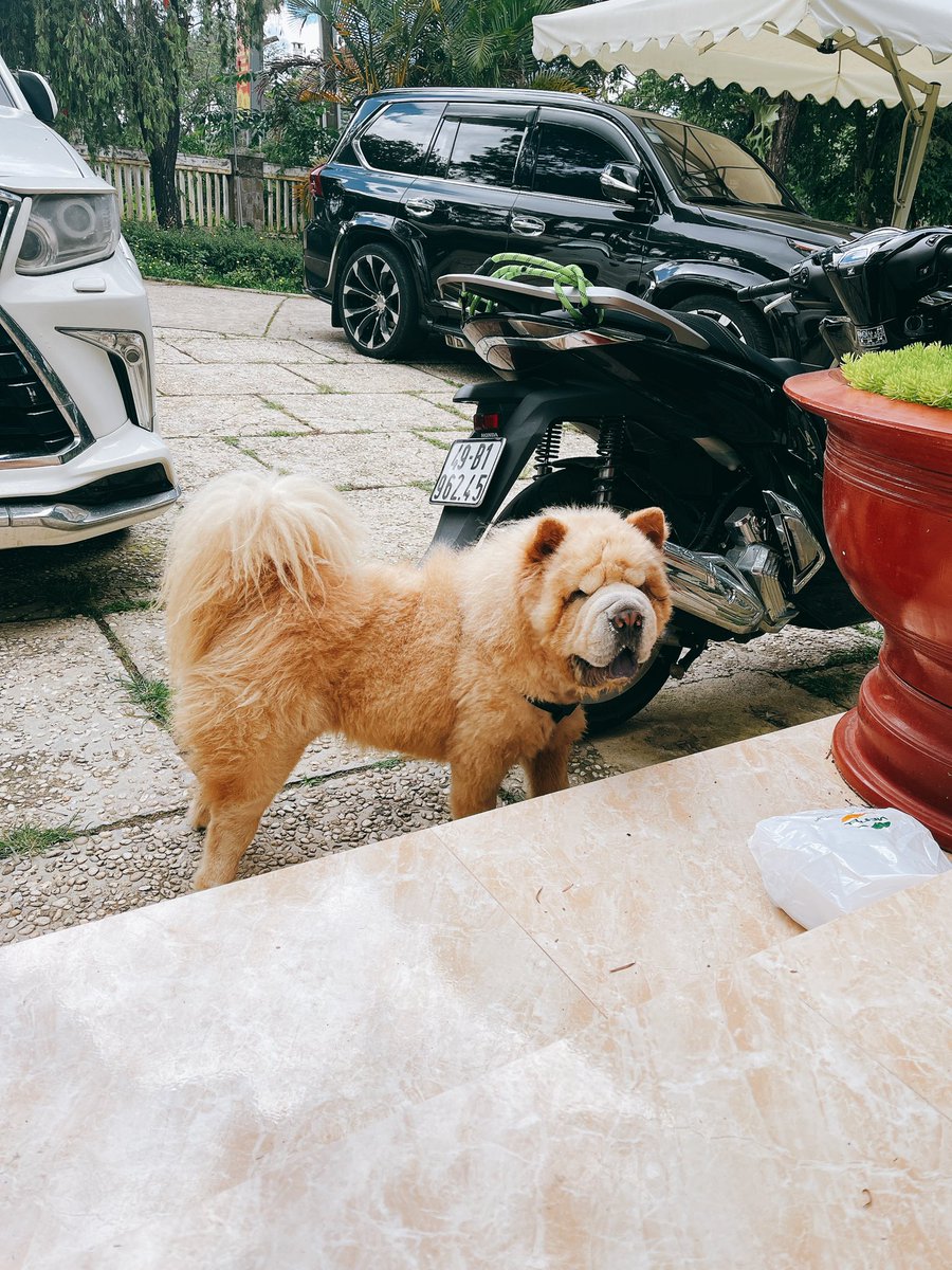 Cún cưng rất chăm giữ nhà !!!!