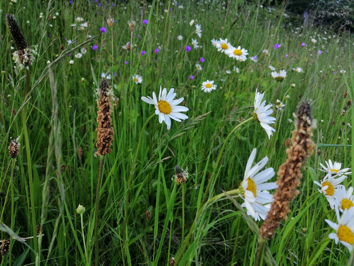 rachiew2009's tweet photo. Some snapshots from yesterday evening's walk. Loving the fresh air, sunshine and long balmy evenings. #YorkshireLawFirmChallenge https://t.co/iQC7OYIsaK
