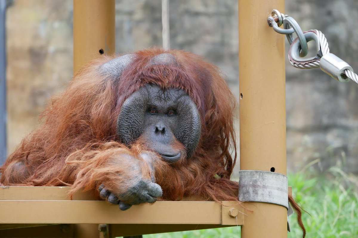 マッター 多摩動物公園の公式でも呟いていたけれど インドサイのペアリングを見れました ちょうどサブバッテリーがなくて カメラで無駄撃ちし難い状況だったのでゆっくり観覧 睨み合ったり 仲良さそうに寄り添ったり ツノ突き合わせたり マッター 多摩動物公園の公式でも呟いていたけれど インドサイのペアリングを見れました ちょうどサブバッテリーがなくて カメラで無駄撃ちし難い状況だったのでゆっくり観覧 睨み合ったり 仲良さそうに寄り添ったり ツノ突き合わせたり