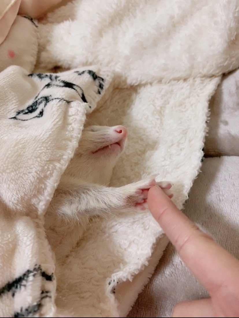nano_ferret2's tweet photo. 👉👈 https://t.co/4349cNusxu