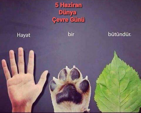 Her ne kadar kullanılacak 
bir çevre bırakmasalar da 
 Dünya çevre günü kutlu olsun.
#ÇevreGünü 

Günaydın 
İçinde sevgi merhamet dolu dostlara.🙏🐕‍🦺🌲🌳🙋‍♀️