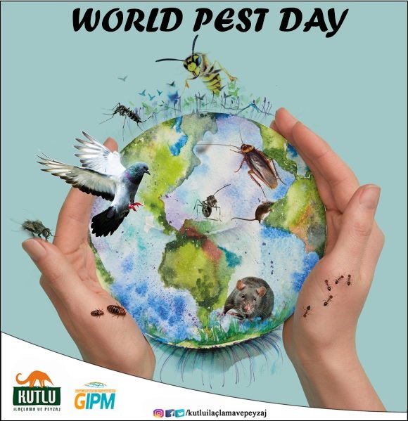 6 Haziran Dünya Böcek Günü olarak kutlanmaktadır. Sağlığınız için haşereler ile mücadelenin profesyonel ekiplerce yönetilmesi gerektiğini unutmayınız. 
#KutluİlaçlamaVePeyzaj #Haşerekontrolününönemi #hamamböceği #gümüşcün #karınca #sivrisinek #kene #DünyaBöcekGünü #WorldPestDay