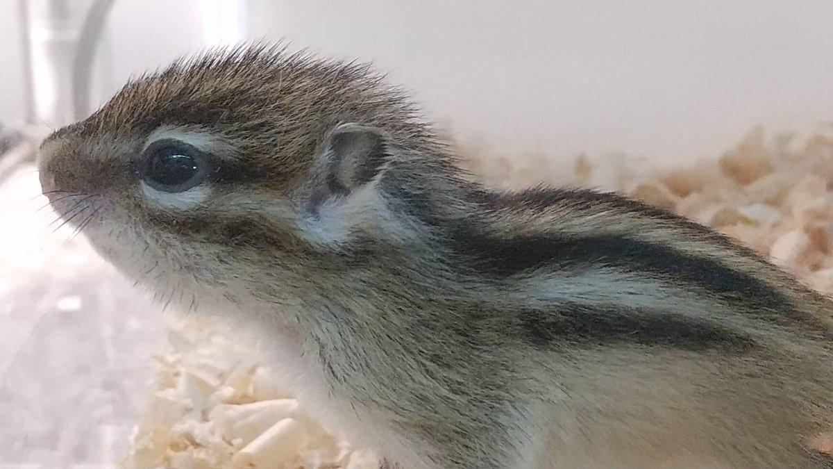 動物の赤ちゃん大集合