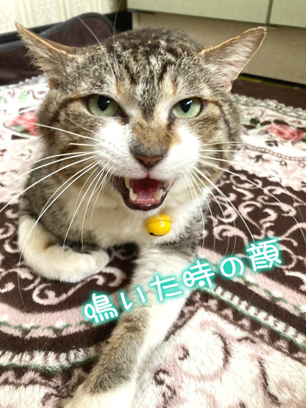 はるか 里親募集中 譲渡会で付けるための首輪を買いました ドラえもん風です 保護猫ドラえもん 猫エイズキャリア 里親募集中 はるか 里親募集中 譲渡会で付けるための首輪を買いました ドラえもん風です 保護猫ドラえもん 猫エイズキャリア 里親募集中