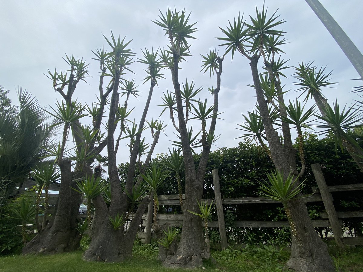 aodonkey's tweet image. これなんてヤツか分かる方いますか？🧐
庭に植えたい