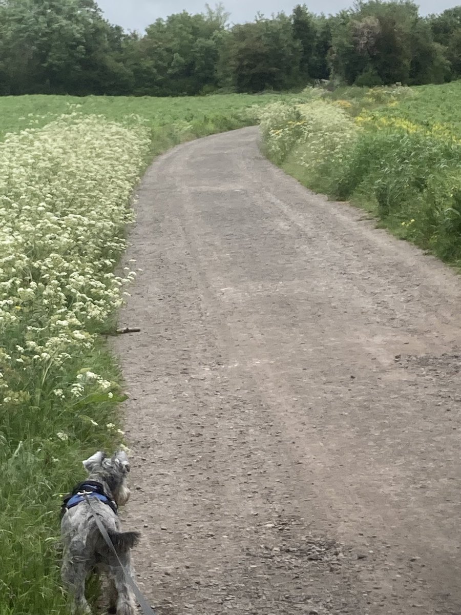 jamieaiperry's tweet photo. Adventures with #TommyFun across the fields #30DaysWild @LeicsWildlife #tinker https://t.co/ZesXb6S5is