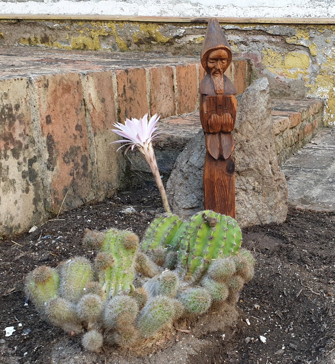 Ya somos 9 en la comunidad. Poco a poco vamos arreglando el patio del noviciado y el Señor nos ha regalado con la floración del cactus el día del Corpus. Cantad al Señor todas sus criaturas.