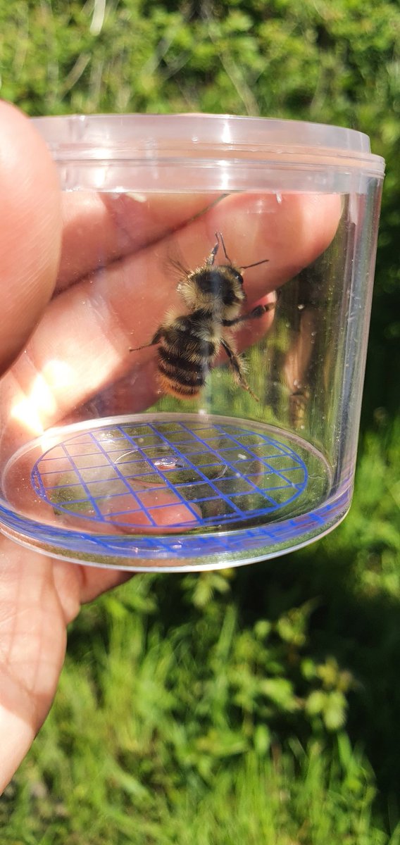First #BeeWalk field session went brilliantly yesterday at #NewportWetlands 🐝

Had lots of fun searching for bumblebees with fellow Bee Walkers and learned so much from @wildaboutnature. 

Highlights were definitely finding the male long horned bee and Shrill carder queen 🌻