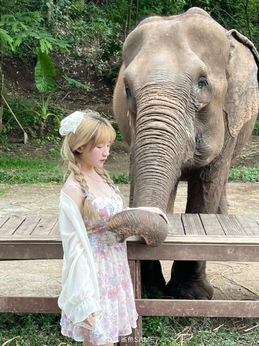 コスプレイヤーSharksame（鯊魚SAME）のTwitter画像73