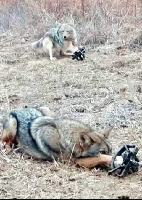 Leopardette1's tweet photo. Psychopaths are enjoying this.. https://t.co/H0Vb3aVTl1