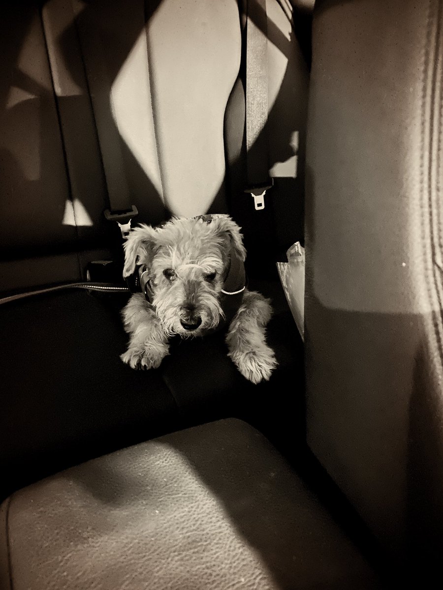 MoustaChiobu's tweet photo. Weekend car rides in the back seat #DogsOfTwitter https://t.co/RZ5ZAsnNGv