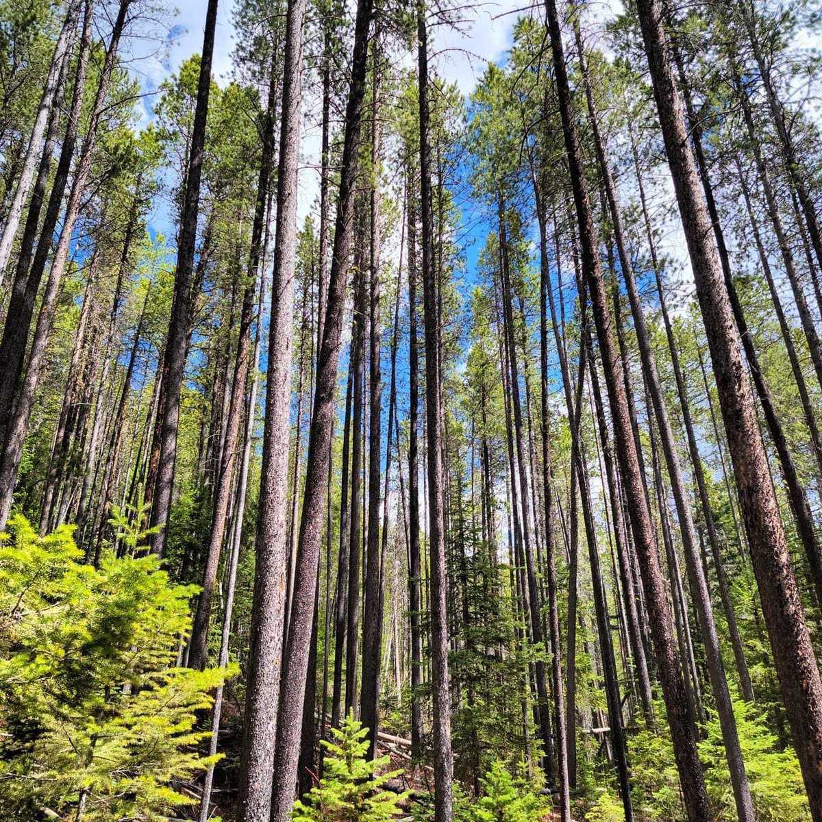 J.R.R. Tolkien tweet media