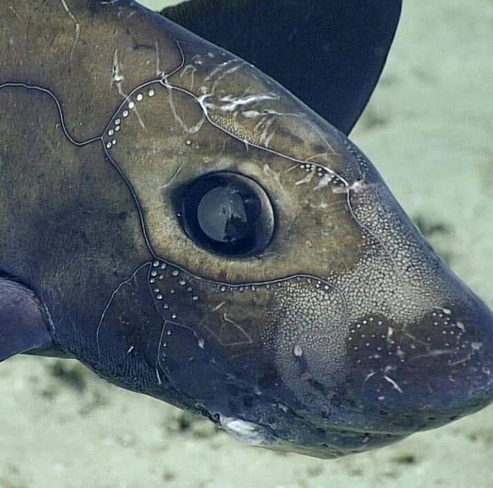 Jjcm Perak Portmakan Travelperak Infosantai On Twitter Ikan Purba Chimaera Biru Atau Juga Dikenali Sebagai Ikan Jerung Hantu Difahamkan Telah Hidup Bertahun Lamanya Sebelum Dinosaur Nama Saintifiknya Hydrolagus Trolli Https T Co 0ojcorvfwd Jjcm Perak Portmakan Travelperak Infosantai On Twitter Ikan Purba Chimaera Biru Atau Juga Dikenali Sebagai Ikan Jerung Hantu Difahamkan Telah Hidup Bertahun Lamanya Sebelum Dinosaur Nama Saintifiknya Hydrolagus Trolli Https T Co 0ojcorvfwd