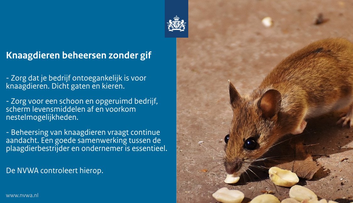 #WorldPestDay Muizen in levensmiddelenbedrijven vormen een risico voor de volksgezondheid. Toch moet het gebruik van chemische bestrijdingsmiddelen worden beperkt; ze zijn giftig voor mens en dier en slecht voor het milieu. Meer info op onze website: nvwa.nl/onderwerpen/on…