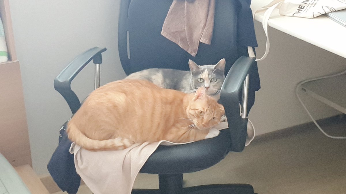 Springtime_Cat's tweet image. 마트다녀온 묘주, 묘들의 열애현장 목격... "뭐야 니네 아까 싸웠잖아" 황당한 심정 토로