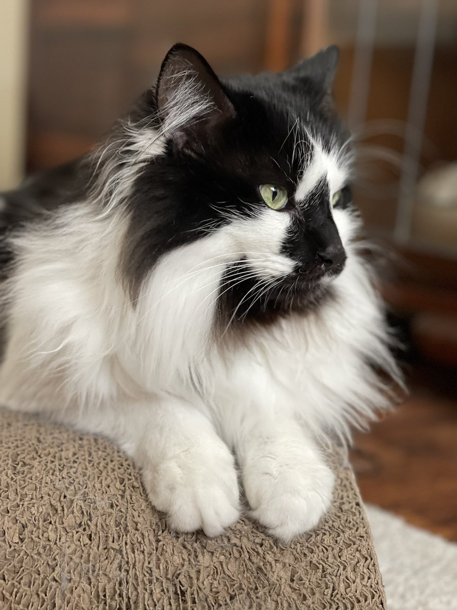 90% of cat ownership is chasing him out of my study yelling “WHAT ARE YOU EATING, SPIT THAT OUT OH MY GOD”

The other 10 is vacuuming. So. Much. Vacuuming.