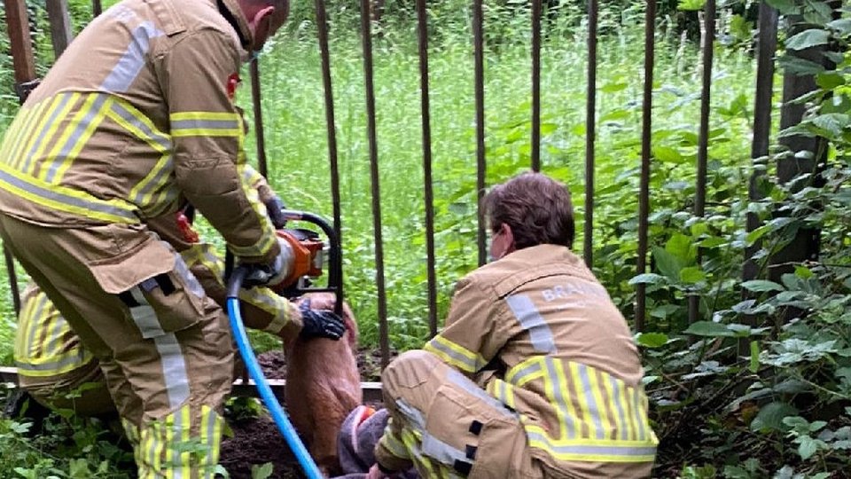 Brandweer bevrijdt ree uit hekwerk in Tegelen:..