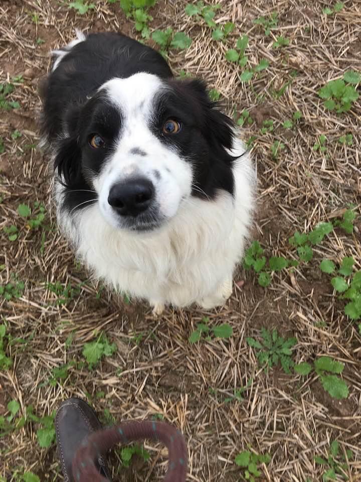 Help please Twitter! Retired 90 yr old,active farmer widower, sadly lost his companion collie. Needs an elderly dog to rehome. Lovey home awaits. Would suit a retired collie but all types considered. Please RT. @FarmersOfTheUK #Farmers @loosecollie @willpenrievans