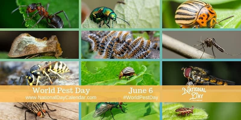 Every June 6 is #WorldPestDay or sometimes called World Pest Awareness Day. The day was created to raise awareness of how pest management helps preserve the quality of life for Us and our loved ones.
Million of pests affect our life. 
Be aware and alert. 
@AnkitKumar_IFS