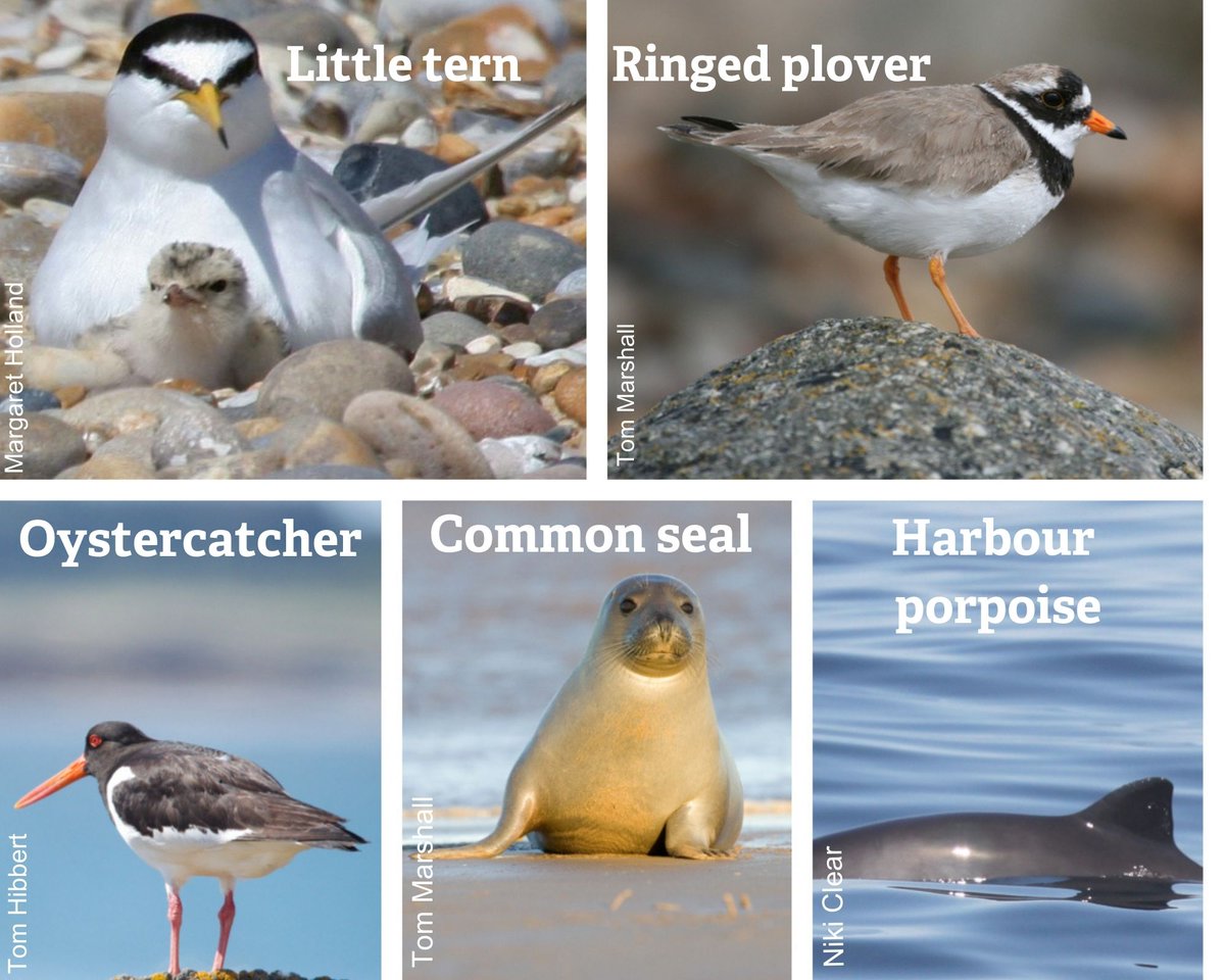 We need your help to record sightings of 5 key species in Essex. 👀

- Little tern - Ringed plover - Oystercatcher - Harbour Porpoise
- Common seal 

We want to better protect them. On your next beach trip, please help us by filling in this short survey.

essexwt.org.uk/coastal-wildli…