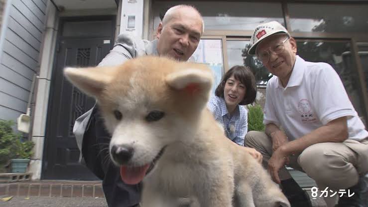 Ellie フリーアナウンサー有働由美子さんの犬 でもこの手は石田ゆり子さん 手乗りワン T Co Ftncnezrgs T Co Sdtp6yg8nk