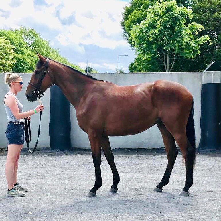 CarrigeenBlst's tweet photo. Land Rover Sale: 
Lot 381: Walk In The Park ex Carrigeen Lonicera (BT producer and sister to @CheltenhamRaces Gold Cup winner Minella Indo) @grangestud @MinellaRacing @Goffs1866 @HenrydeBromhead https://t.co/KKEJhmhk3g