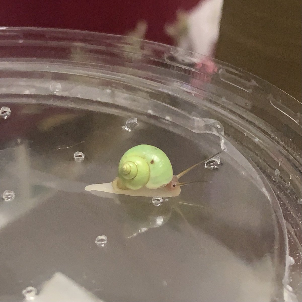 アオミオカタニシ アオミオカタニシ