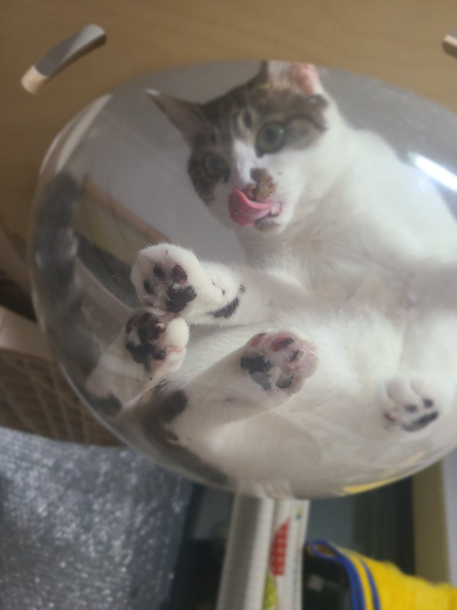 Rice_cake_cats's tweet photo. 낼룸 https://t.co/nHaR0dmT0y