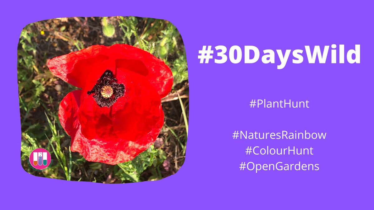 DrJoScience's tweet photo. #30DaysWild #Day6
Go on a plant hunt! How many different types can you find? Can you collect a rainbow of colours?
#PlantHunt #PlantID #NaturesRainbow #ColourHunt #PrimaryScience #PriSci #DrJoScience It’s also @NGSOpenGardens in my village today! https://t.co/BIAddMZj8C