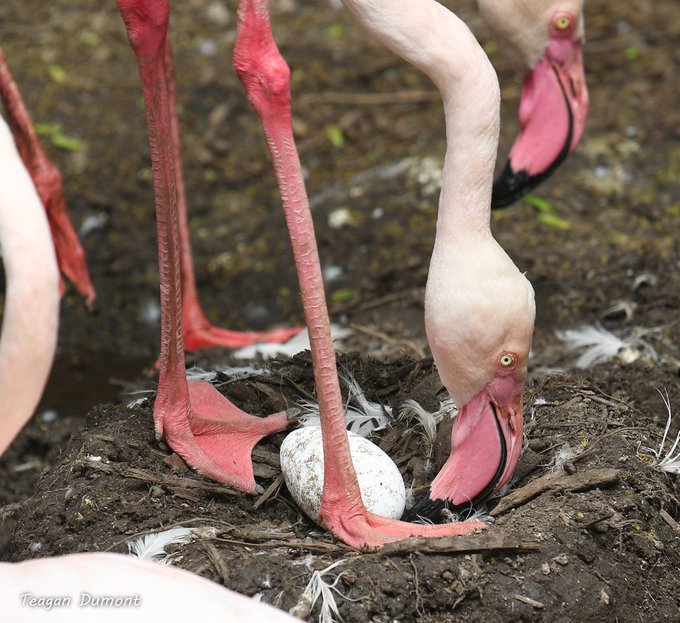 Greater Flamingo nest