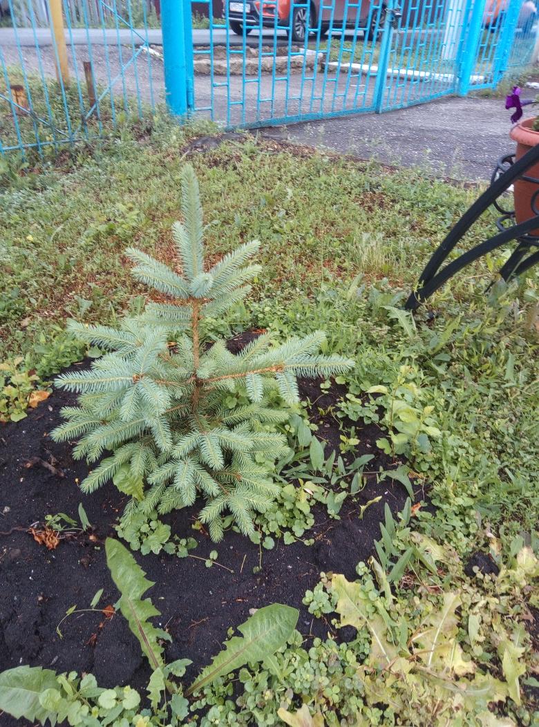 <a href="/JuliaAkimova_63/">Благотворительный частный проект "Хвойный город"</a> Юлия Викторовна, елочки просто чудесные. Наши воспитанники ухаживают за ними. Рост заметен, цвет шикарный. Спасибо!