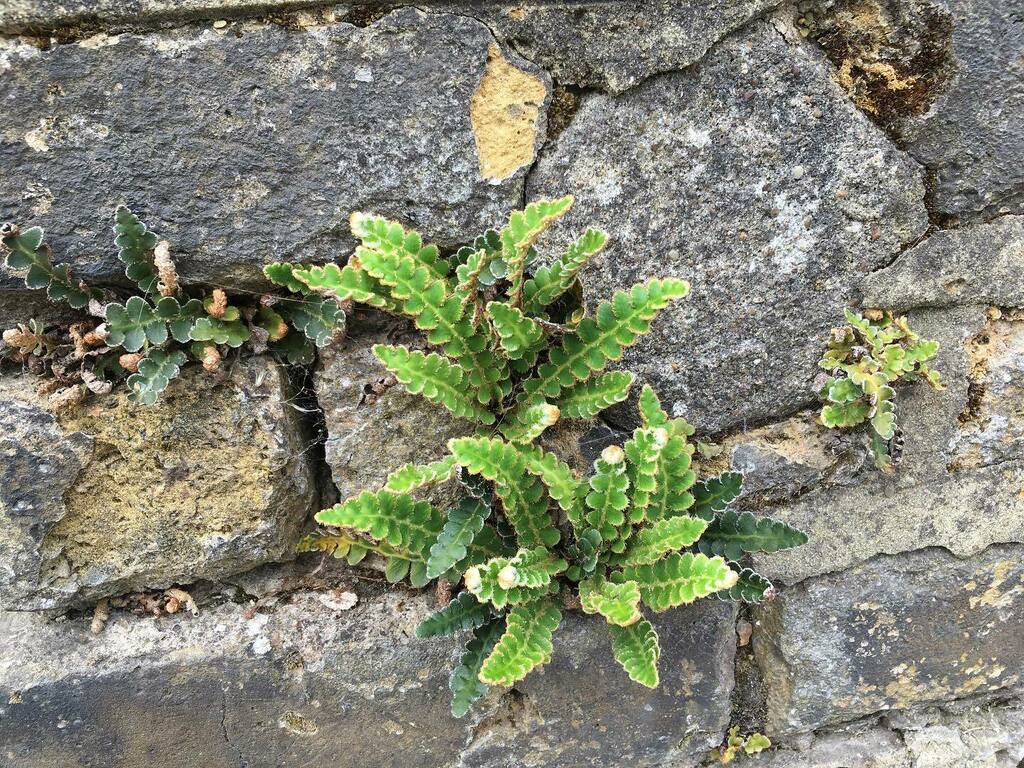 soshanau's tweet photo. Pteridomania - I like the cute curly leaves 🌿 - does anyone know the name of these? #plantsincracks #pteridomania #fernfever #ferns #plantid #plantidentification https://t.co/hdNChXwq1N https://t.co/RMf4oJE7vX