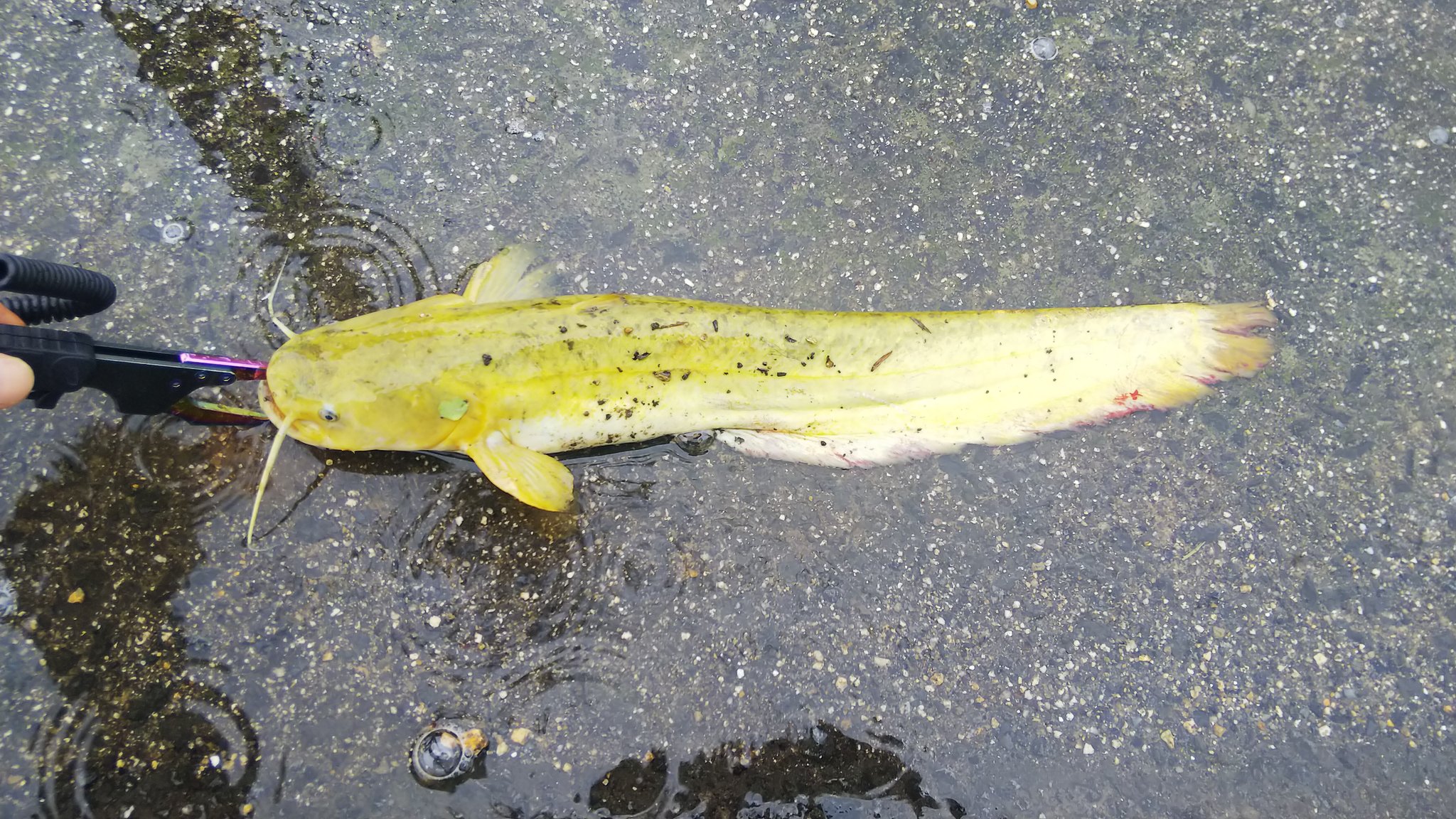 ひっとみん 怪魚を求めて 先月釣った黄金ナマズ再掲 次はアルビノを目標に 笑 ナマズ 黄金ナマズ ナマズ釣り なまず 釣り T Co Dbxcb0ynhg Twitter